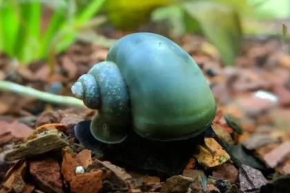 blue-mystery-snail:-a-unique-and-enchanting-addition-to-your-aquarium