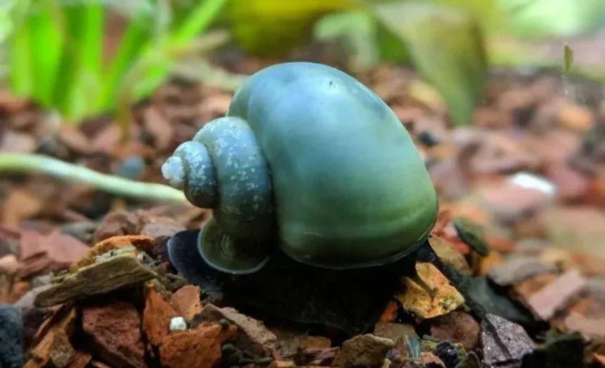 blue-mystery-snail:-a-unique-and-enchanting-addition-to-your-aquarium