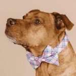 pink-papyrus-drops-fun-bow-ties:-great-for-dogs