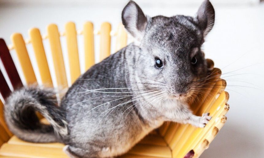 the-silent-surge:-understanding-the-wholesale-chinchillas-trade